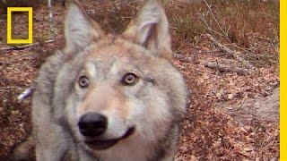 30 Years After Chernobyl, Nature Is Thriving | National Geographic