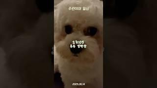 2025.06.14 주린이의 일상 ️ #일상 #일기 #브이로그 #vlog #광명 #이케아 #롯데몰 #소올투베이커리 #애견동반 #체험단