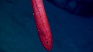 Facts: The Velvet Whalefish