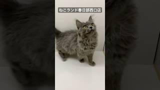 【子猫販売】#サイベリアン #猫レンタル #ねこランド #猫トライアル #春日部