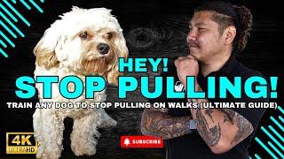 Train Any Dog to Stop Pulling on Walks (Ultimate Guide)