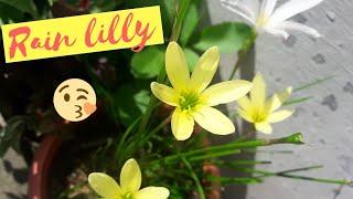 Rain lilly plant care and seeds harvesting | Nature Desires