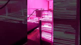 Ecospeed 18-20w led grow strip light for vertical farming(lettuce/microgreens/strawberry growing)