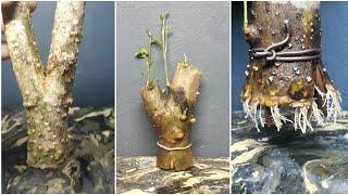 Make small bonsai from branch cutting (anting putri / wrightia religiosa )