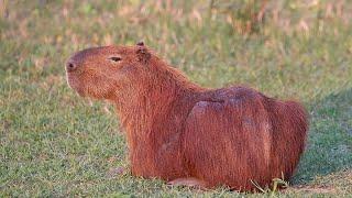 Tribute to the Capybara