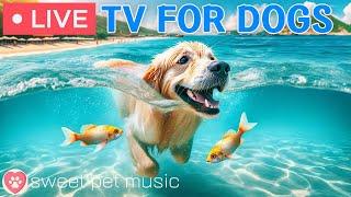  24 hours of Dog TVPrevent Anxiety & Boredom with Videos for Dogs to watch｜Calming Music for Dogs