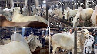 FULL VLOG OF ASIM KOLEY 2024 COLLECTION || TEN HARYANA COWS FROM LAST LINE || Kolkata Cow 2024