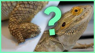 What happened to this bearded dragon's foot?