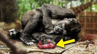 Gorilla Birth SHOCKS Everyone, No One Saw THIS Coming!