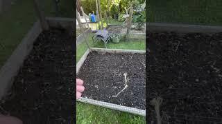 Keep squirrels away by adding netting to raised bed