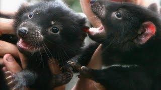 Tasmanian Devil Joeys