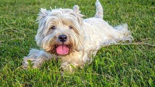 Caring for Your Westie: Managing Allergies