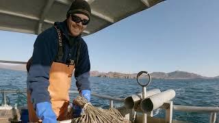 Baiting and Setting Halibut Gear | Alaska Longlining