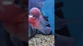 aqua fish #sea #views
