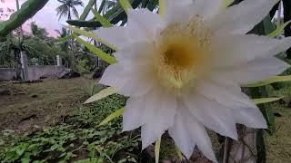 cross pollinating Australian yellow dragon fruit / ISIS Philippine province