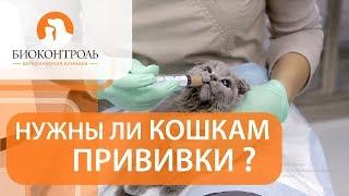 Вакцинация кошек.  Плюсы и минусы вакцинации для кошек.