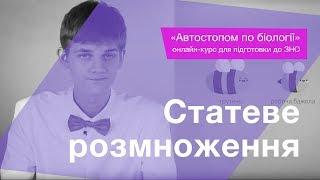 Статеве розмноження – Підготовка до ЗНО – Біологія