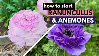 Grow Little Ranunculus Babies, Grow!