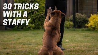 30 Tricks in 3 Minutes with a Staffordshire Bull Terrier