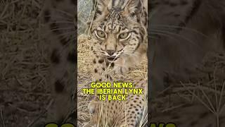 Good News for This Wild Cat!  The Iberian Lynx is No Longer Endangered! 