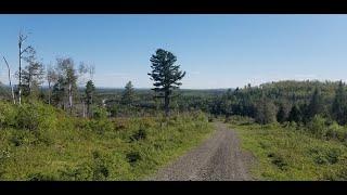 Canada Bear hunt ..7 kills!!!