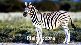 Plains zebra (Equus quagga)