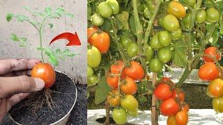 New skills! Growing a tomatoes tree with tomato fruit in pot