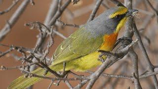 Orange-breasted Bush-Shrike call / sound