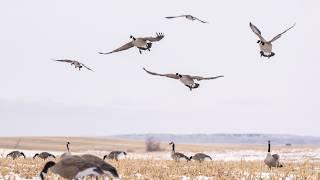 Christmas Goose Hunt