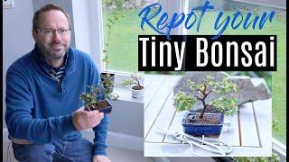 Bonsai care - Pruning and repotting Sageretia Theezans bonsai - healthy Chinese sweet plum