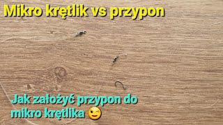 Mikro krętlik vs przypon