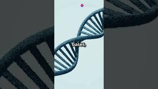 What Is DNA Made Of?  Unlock the Code!