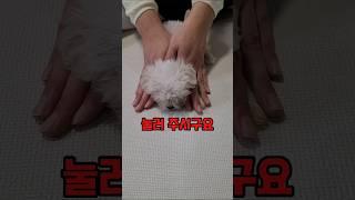 강아지 공격성 예방 꿀팁!