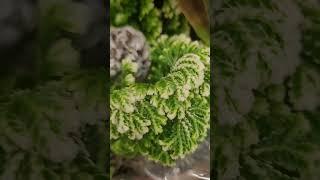 Замороженный папоротник или Frosty Fern-  красивое комнатное растение