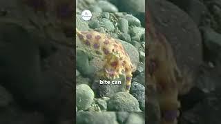 Blue-Ringed Octopus: Small but Deadly | The Creatures