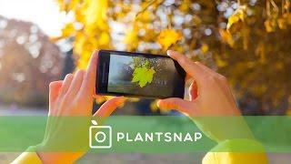 PlantSnap: Identify Plants with an App