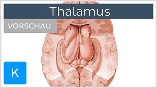 Thalamus: Aufbau und Funktion (Vorschau) - Anatomie des Menschen | Kenhub