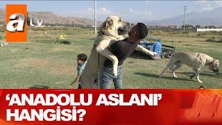 Kangal mı, malaklı mı? - Atv Haber 21 Eylül 2020