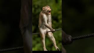 Monkey’s Hilarious Reaction on the Rope!  | Funny Animal Moment #FunnyAnimals #ViralMonkey #shorts