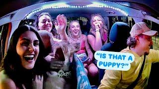 Surprising My Uber Passengers With a Cute Dog!