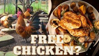 Raise Your Own Practically Free Chicken Meat