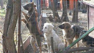 Albanian and Serb dog lovers unite to help Kosovo strays | AFP