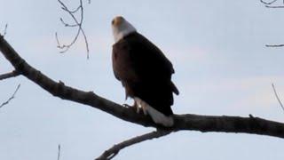 Bald Eagles Lose All Majesty When They Look Right At You