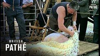 Sheep Shearing (1964)