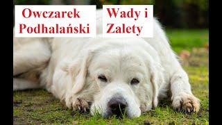 Owczarek PODHALAŃSKI - Wady i Zalety