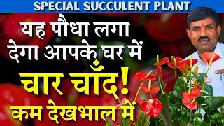 यह पौधा लगा देगा आपके घर में चार चाँद || कम देखभाल में  || Special Succulent Plant