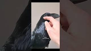 A moment of relaxation with Ragnar raven.