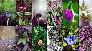 TRADESCANTIA VARIETIES - Plants Weekly