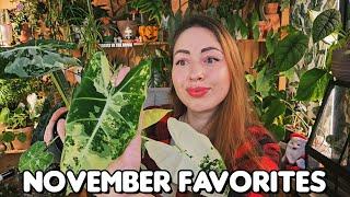 ⭐November houseplant favorites⭐