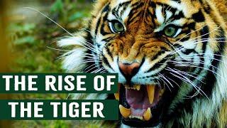 The Deadliest Takeover: Tigers In America